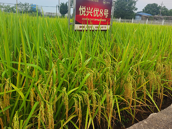 悅興優(yōu)8號(hào)